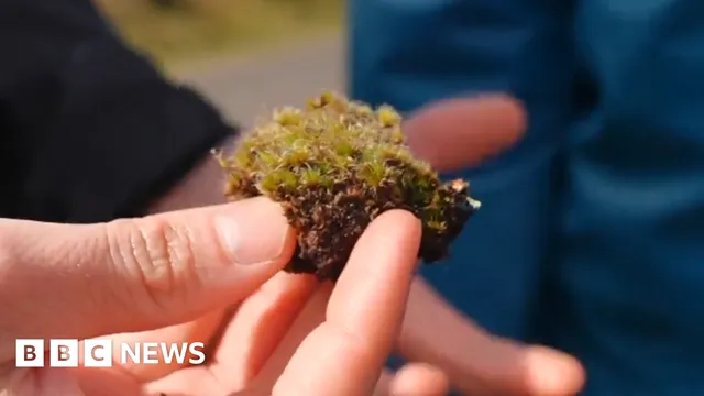 New fungus discovered that targets invasive moss in Britain