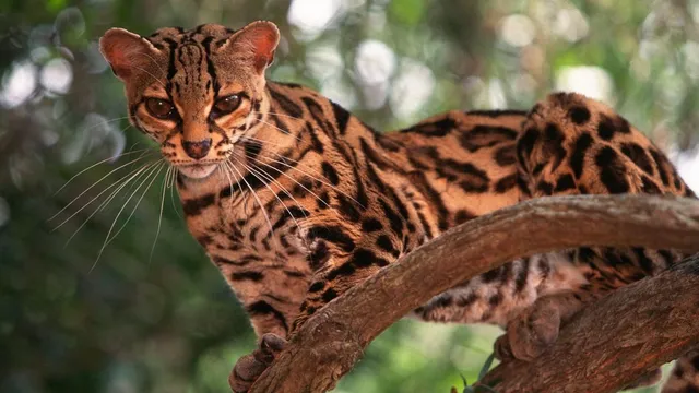 Discovering the Adorable Wildcats of Latin America