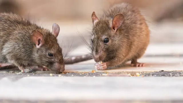 Los Angeles faces record high of flea-borne typhus cases