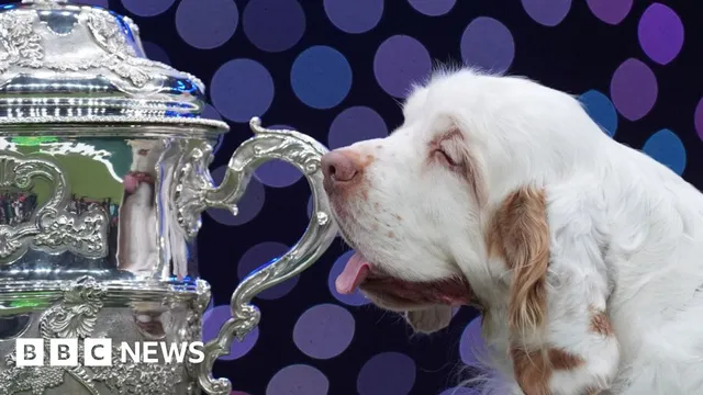 Clumber spaniel Bruin wins best in show at Crufts 2026