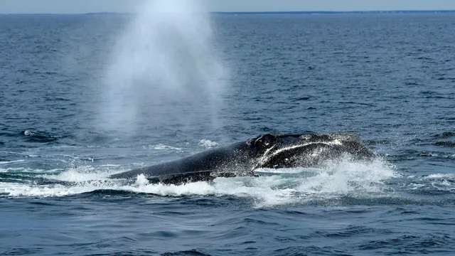 North Atlantic right whale population dwindles as protections face delays
