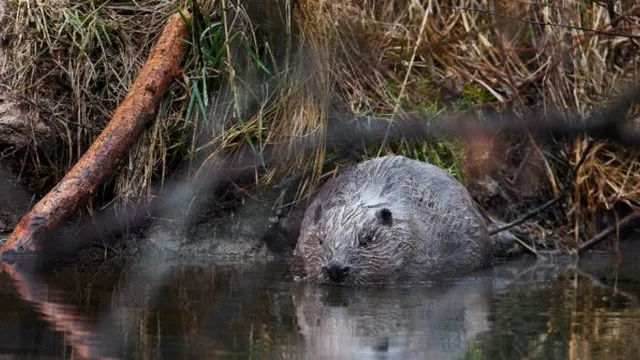 Beavers save Czech taxpayers over $1 million by building dams