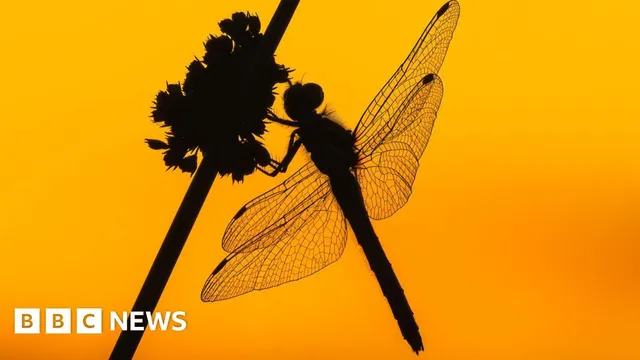 Wildlife photography images shortlisted for awards