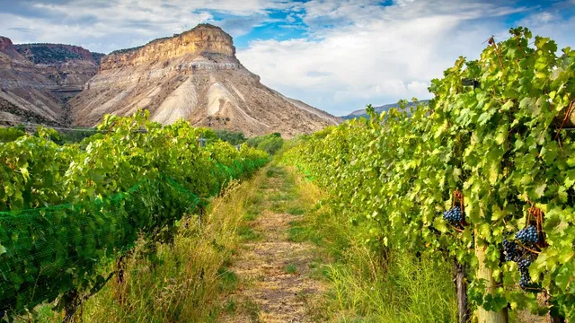 Why you need to explore wine regions beyond Napa and Sonoma