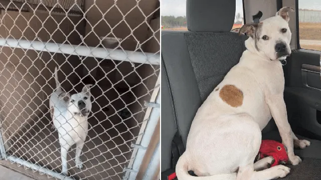 Senior dog finds new home with loving dad