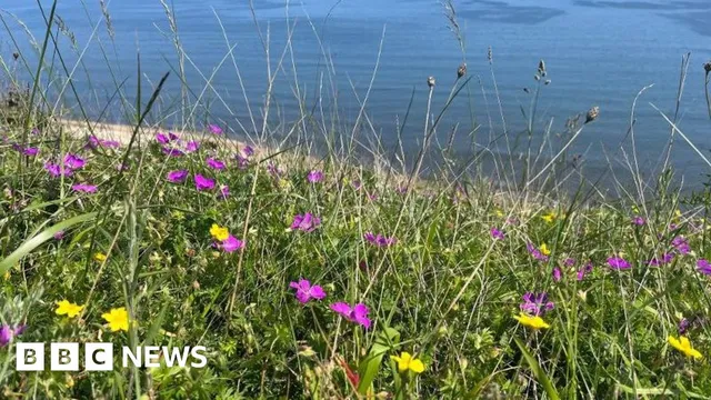 Durham completes grassland restoration project to protect unique habitat