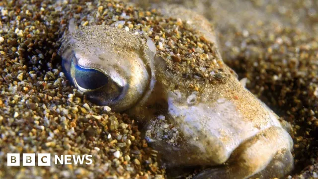 Venomous Fish Warning on Norfolk and Suffolk Beaches