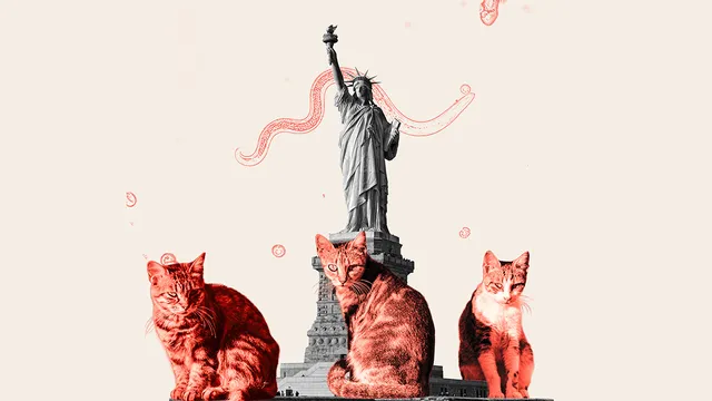 NYC's stray cats spread dangerous parasites to humans