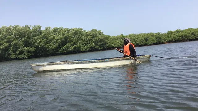 Gambian women restore mangroves to protect Banjul from climate threats