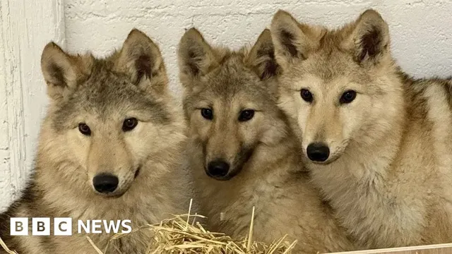 Three wolf-dogs found roaming the streets of Preston