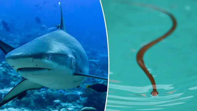 El Niño will bring sharks and unusual sea creatures to California waters