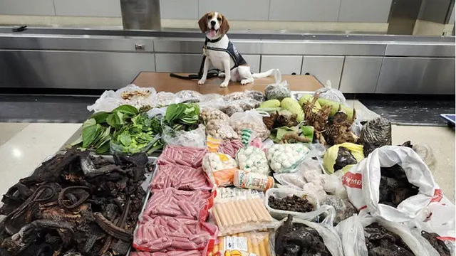 CBP K9 uncovers 99 pounds of contraband from Thailand