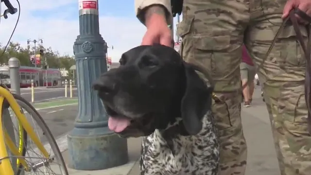 U.S. Coast Guard K9 Showcases Skills at San Francisco Fleet Week