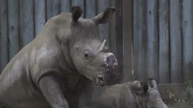 Study shows dehorning rhinos significantly reduces poaching rates