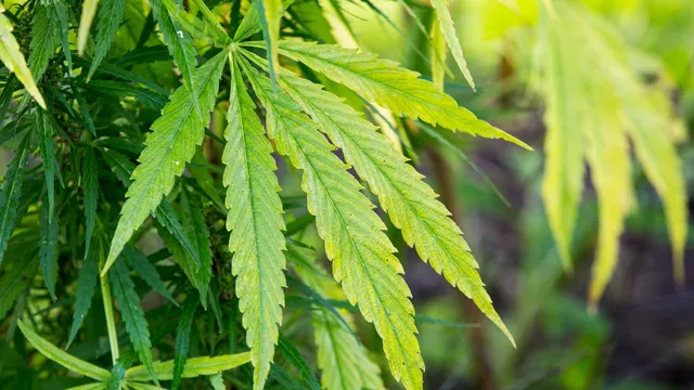Minnesota issues first cannabis business license to Pine County company