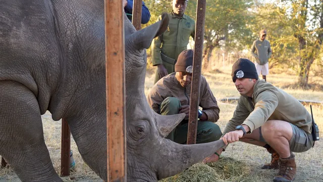 Zoo experts successfully save wild rhino’s eyesight with innovative treatment