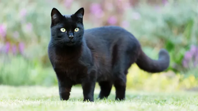 Scottish government rejects cat ban despite wildlife concerns