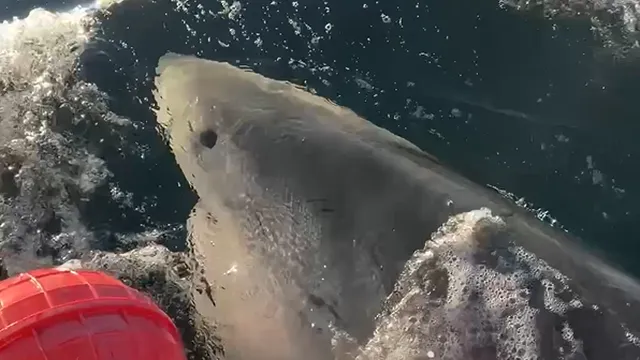 Contender returns to Florida waters prompting scientists to track shark movements