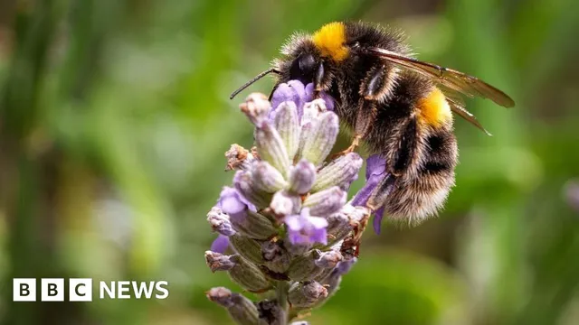 Volunteers needed urgently for insect decline survey in South East