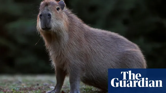 Cinnamon the capybara escapes and returns to Shropshire zoo