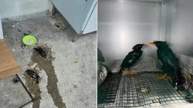 ACRES rescues mynahs trapped in cruel glue traps