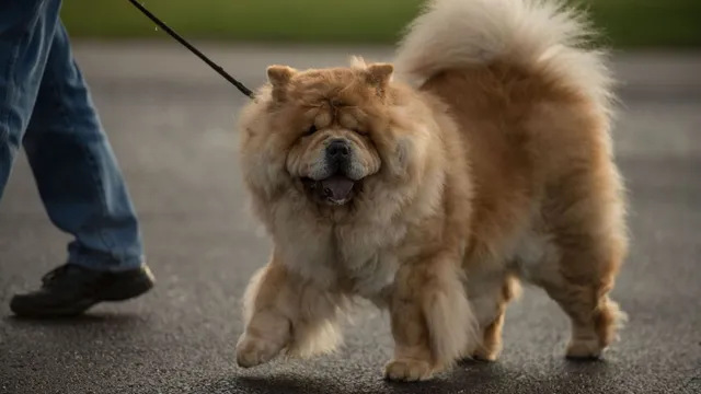 Akitas ranked least active dog breed in recent study