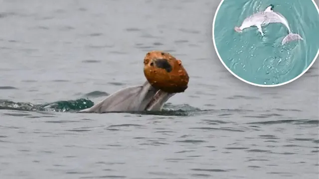 Dolphins filmed using shells to trap fish for the first time
