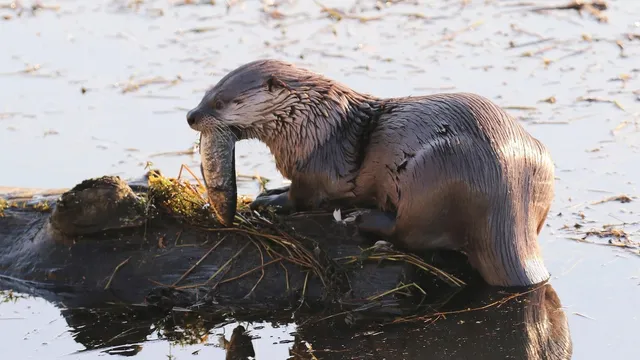 River otter attacks mother and child at Bremerton marina