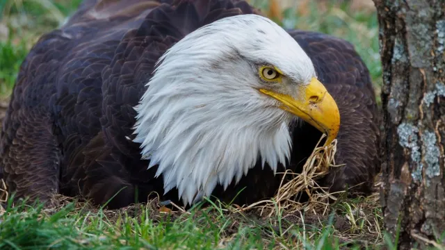 Murphy the bald eagle dies from storm-related injuries