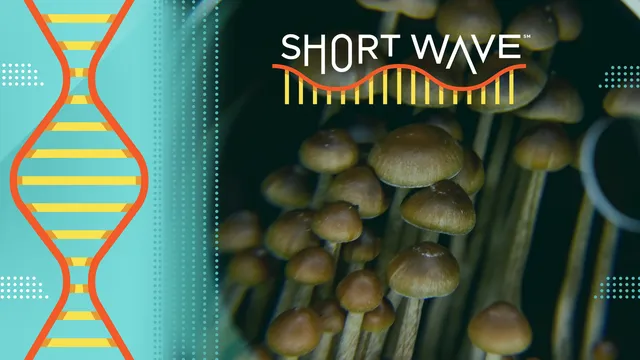 Researchers investigate psychedelics as potential treatments for mental health