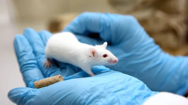 Animal testing declines to lowest level since 2001 in 2022