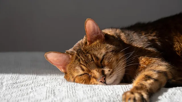 Pizza delivery driver adopts cat after unexpected encounter