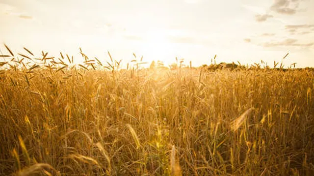 Russia increases wheat exports to Kenya significantly