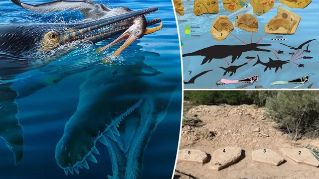 Fossil reveals three-tier predation in ancient marine ecosystem