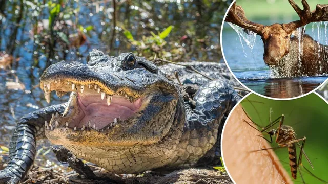 Most dangerous animals in each US state revealed