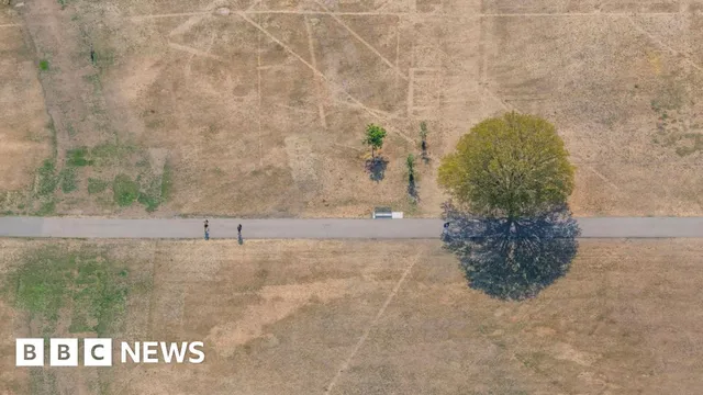 London's parks turn straw-coloured as drought hits city hard