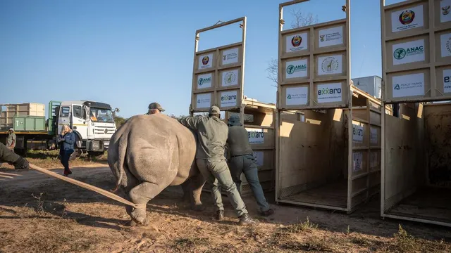 Nine white rhinos relocated to Mozambique's Zinave National Park