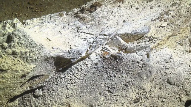 Porcupine fossil goes missing from Ipoh heritage site