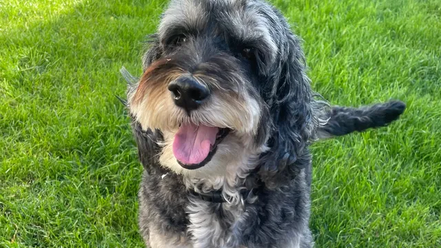 Cockapoos show higher disruptive behavior than purebreds