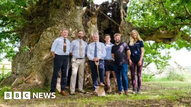 Lincolnshire to Plant 200,000 Trees by 2026 in LincWoods Initiative