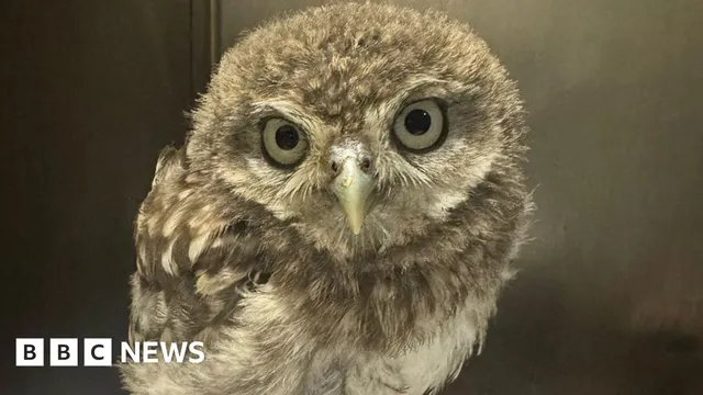 RSPCA Appeals for Donations Amid Wildlife 'Orphan Season'