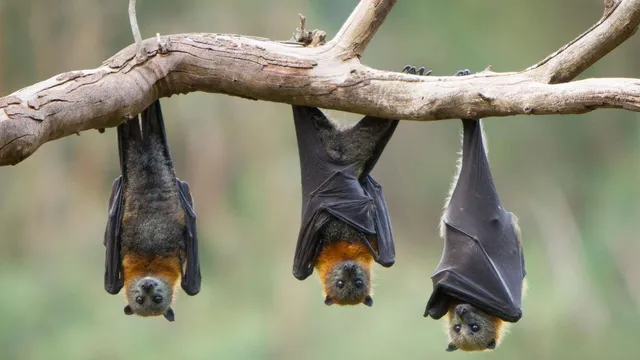 Bat guano fueled American wars by supplying gunpowder