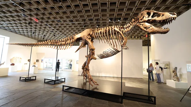 Gus the T. rex sells for $50 million, raising concerns for science