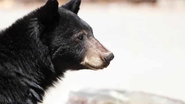 Mother bear and cubs spotted in Auburn as sightings increase