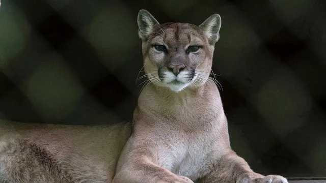 Woman killed in suspected mountain lion attack while hiking alone in Colorado