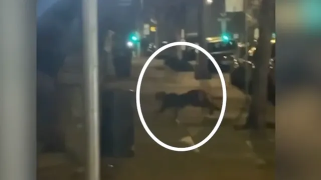 Mountain lion captured in San Francisco after being spotted in residential area