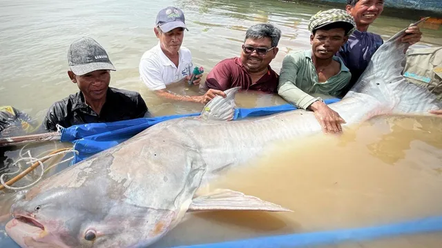 Only six critically endangered Mekong giant catfish remain in Cambodia