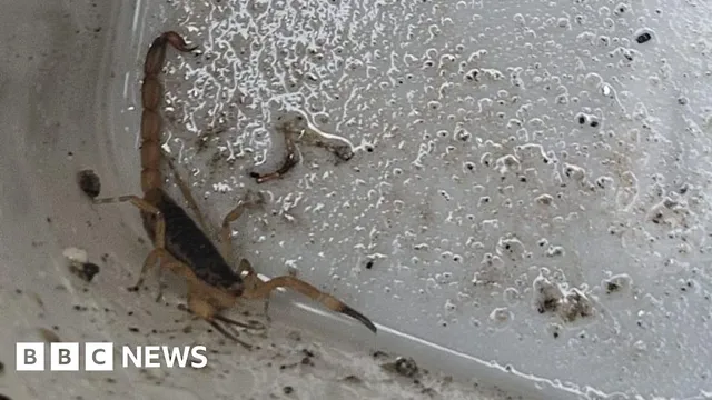 Roofers Encounter Live Scorpion During Job at Plymouth Hospital