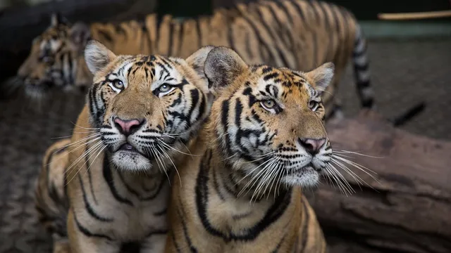 Tiger deaths surge as viral outbreak strikes Thailand's wildlife parks