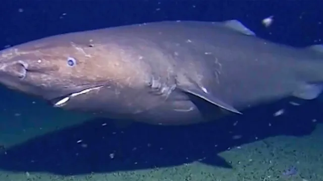 Shark spotted in Antarctica challenges deep-sea beliefs